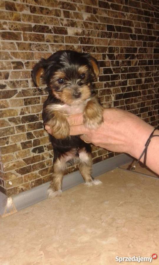 yorki Psy Leszno