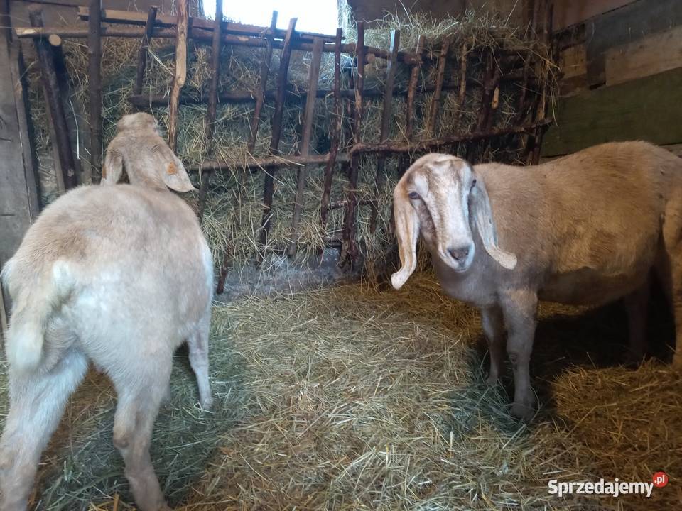 do sprzedania koza rasy Anglonubijskiej ona lubelskie Motwica