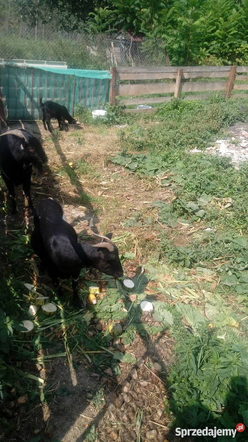 Spszedam kozy miniatórki karłowate Pozostałe Leśniowice