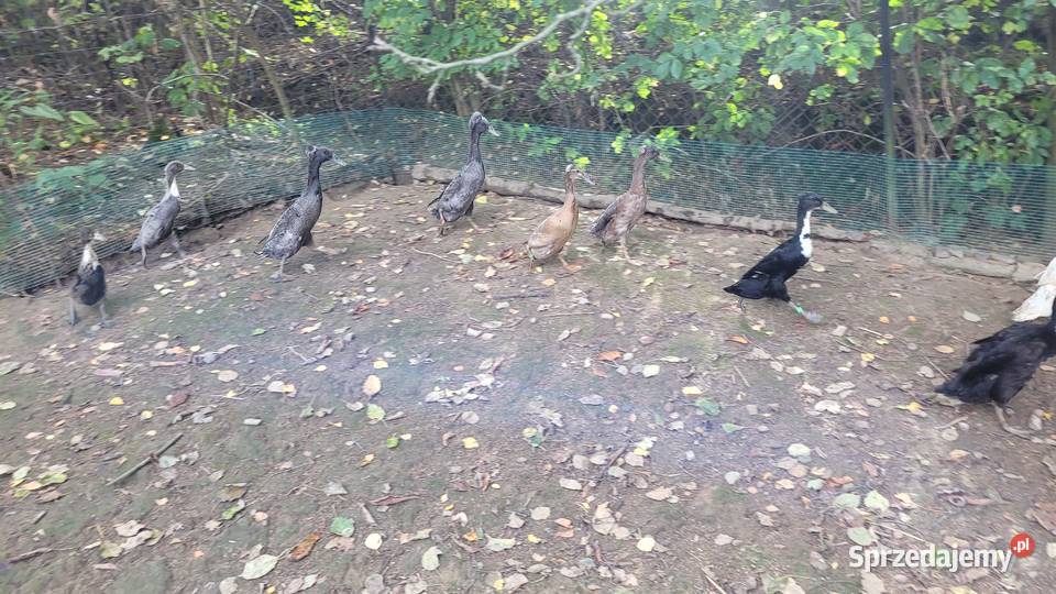 Biegus indyjski kaczuszki kaczory z czubem Dobczyce
