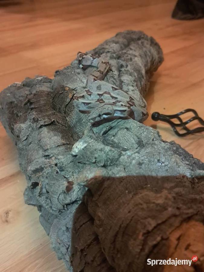 Młode boa constrictory Pewel Wielka sprzedam