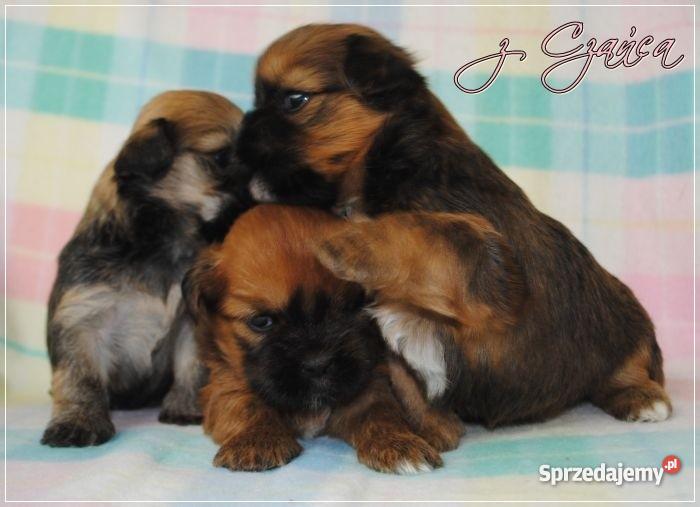 Lhasa Apso mniej znany kuzyn Shih Tzu rodowodowe Wrocław