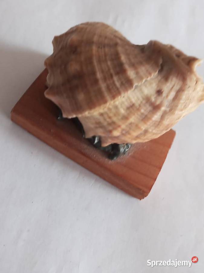 Pamiątki turystyczne Kolekcja 5 sztuk