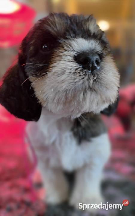 Petit Basset Griffon Vendeen Sieradz