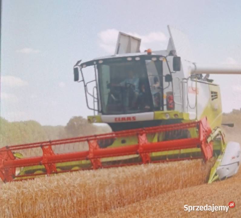 Pszenżyto na sprzedaż kujawsko-pomorskie Zbójno