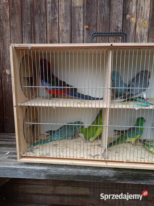 Sprzedam papugi mazowieckie