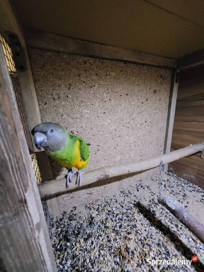 Afrykanka żółtobrzucha senegalka 2023r samica Ulanica