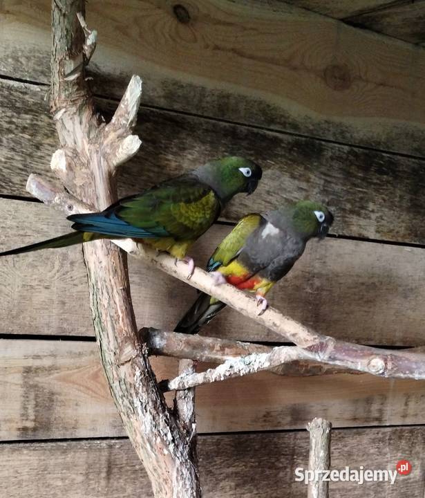 Konkurs patagońska patagonka sprawdzona para Pelplin