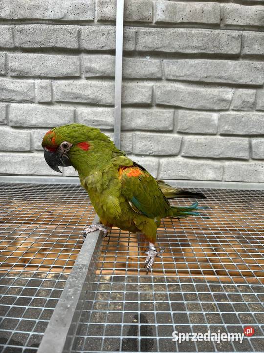 Ara rubrogenys