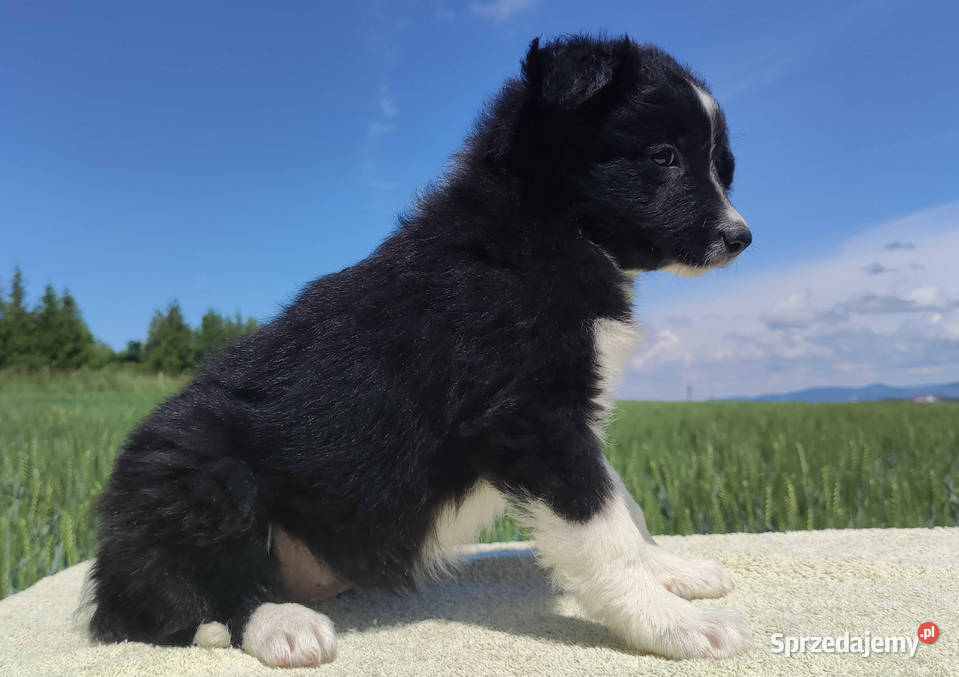 Rasowa suczka Border Collie z pełną dok Iwonicz