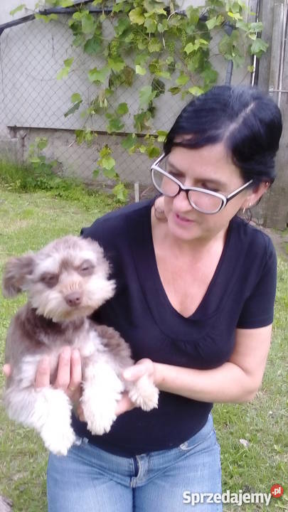 Domowy hotel psów małe rasy bez klatek Dla zwierząt pomorskie Luzino usługa dla zwierząt