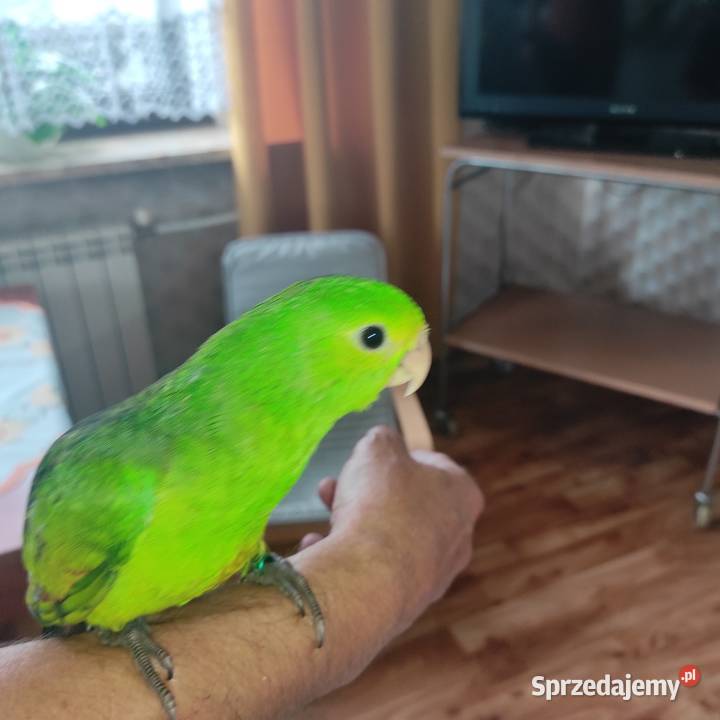 Papuga papugi ręcznie wykarmione Orzesze