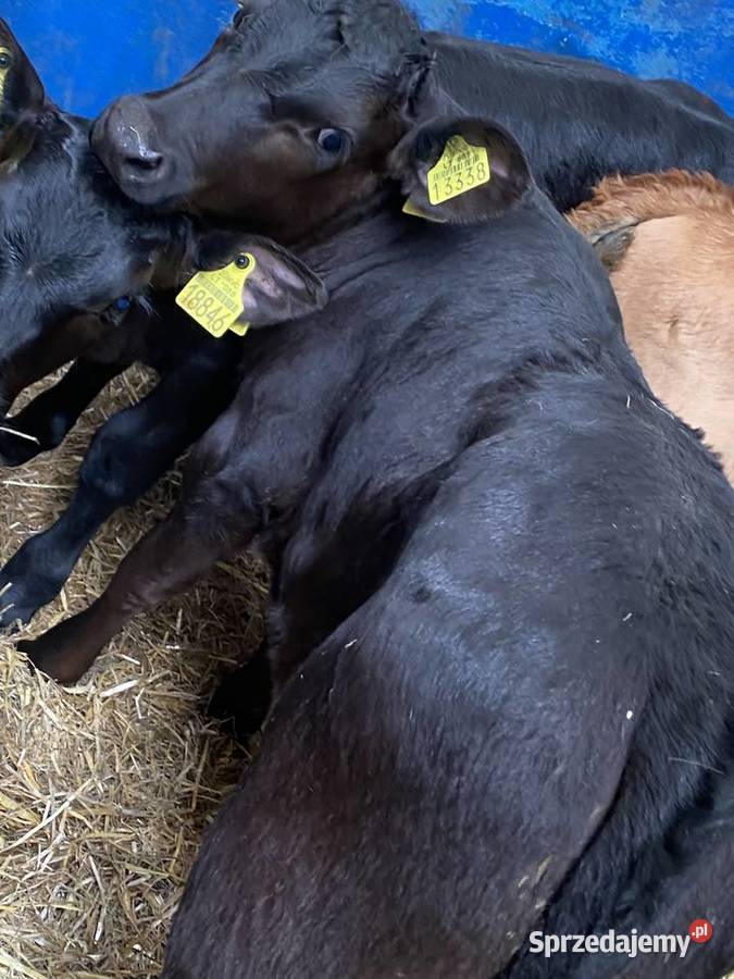 Byczki I jaloszki ras mięsnych 784 634 662 podlaskie Siemiatycze