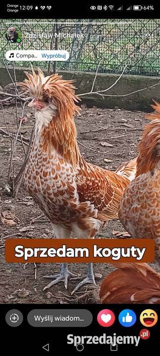 Kokut czystka Dębina Łętowska