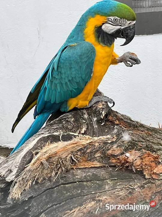 Dorosła samica Ararauna Strzelce Opolskie
