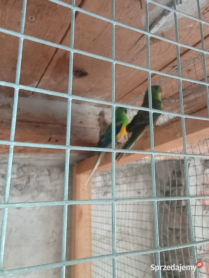 Amazonki kurika Kalisz sprzedam