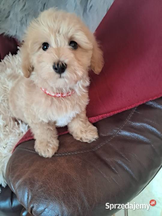 Maltipoo piesek mama maltańczyk tata pudel toy Busko-Zdrój