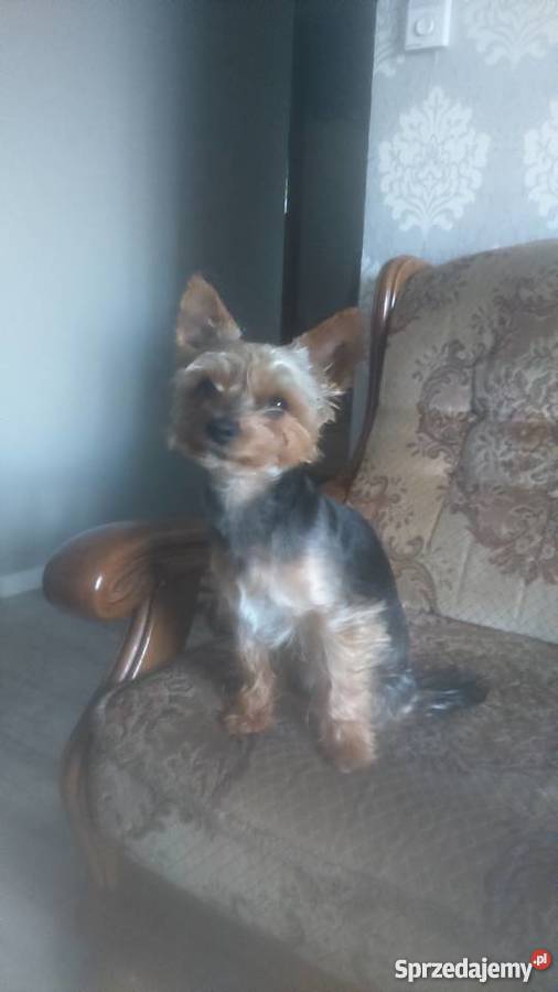 Dwie piękne suczki Kutno