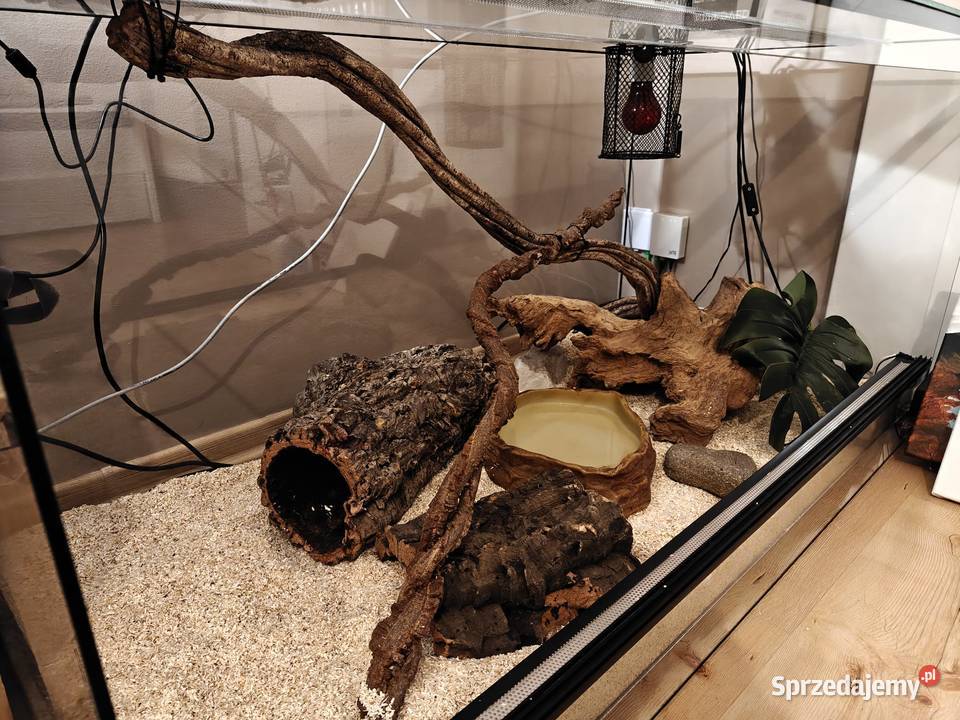 Pyton królewski pyton regius razem z terrarium Jastrzębie-Zdrój sprzedam