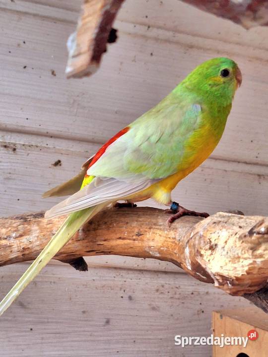 Para modrolotek szeków i świergotek Otyń