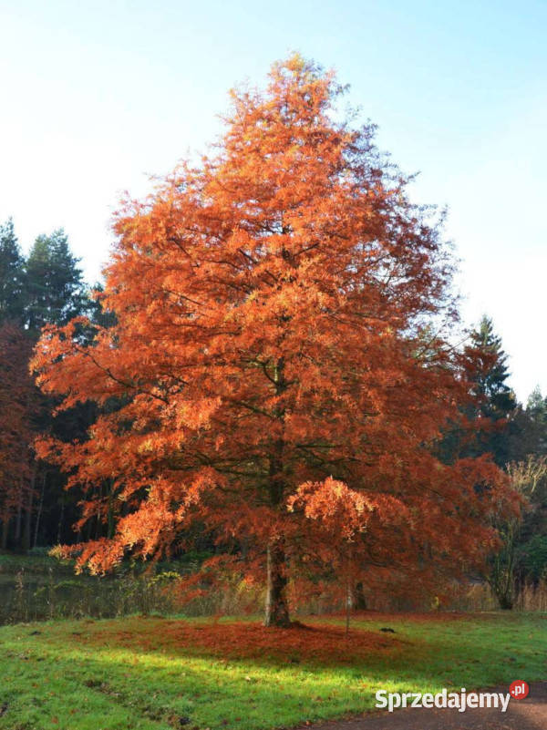 CYPRYŚNIK BŁOTNY Taxodium distichum NASIONA 160 Lubanie