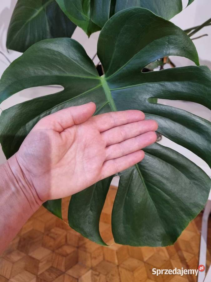Monstera Deliciosa dziurawa z donicą 1OO Lublin