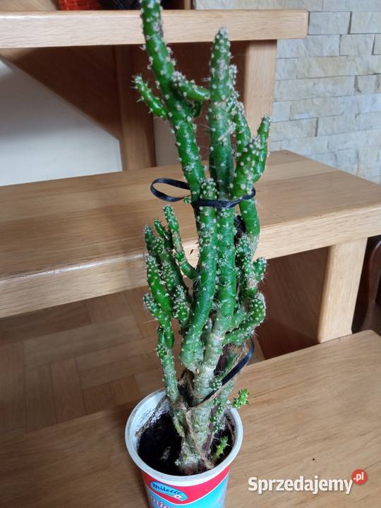 Cylindropuntia subulata sukulent ten i inne Rośliny domowe Białystok