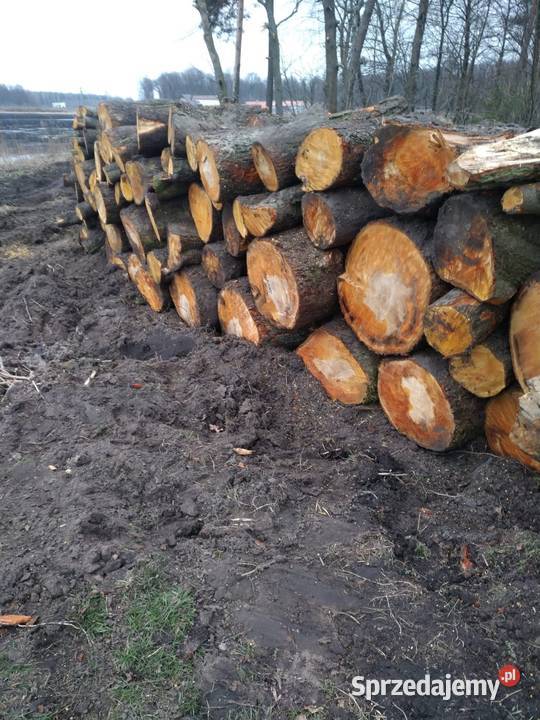 Drewno opałowe Opał kujawsko-pomorskie Skępe