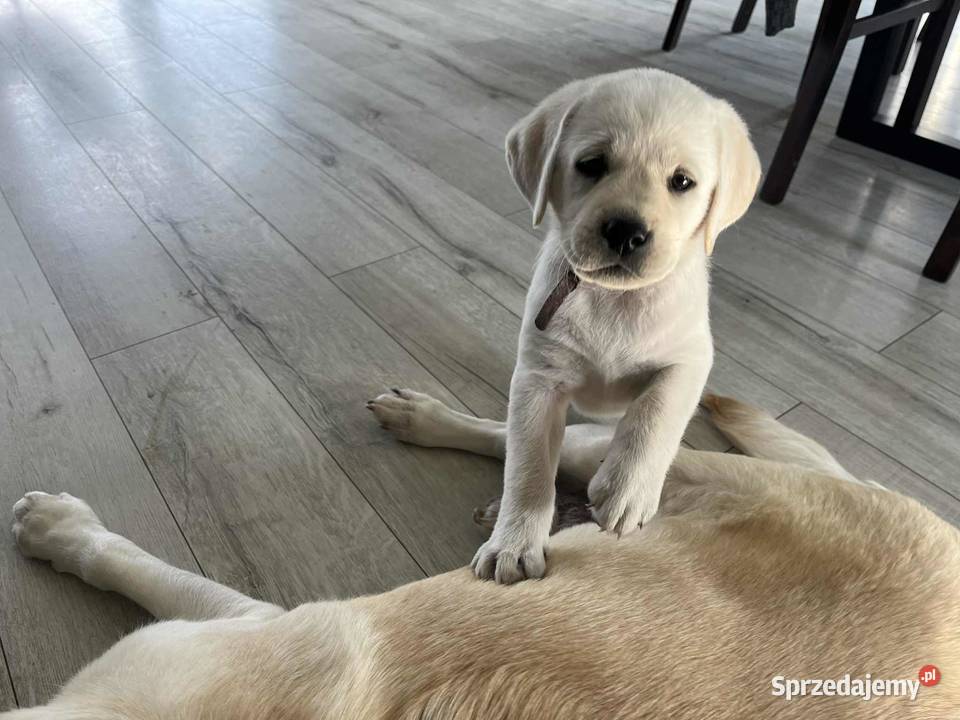 Labrador retriever ZKwPFCI suczka wolna chorób kujawsko-pomorskie Toruń