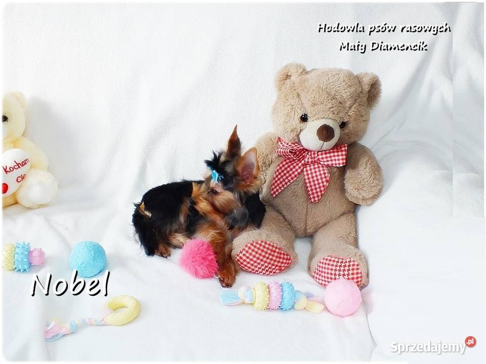 York Yorkshire Terrier Malutki Mini Piesek NOBEL York lubuskie Żary