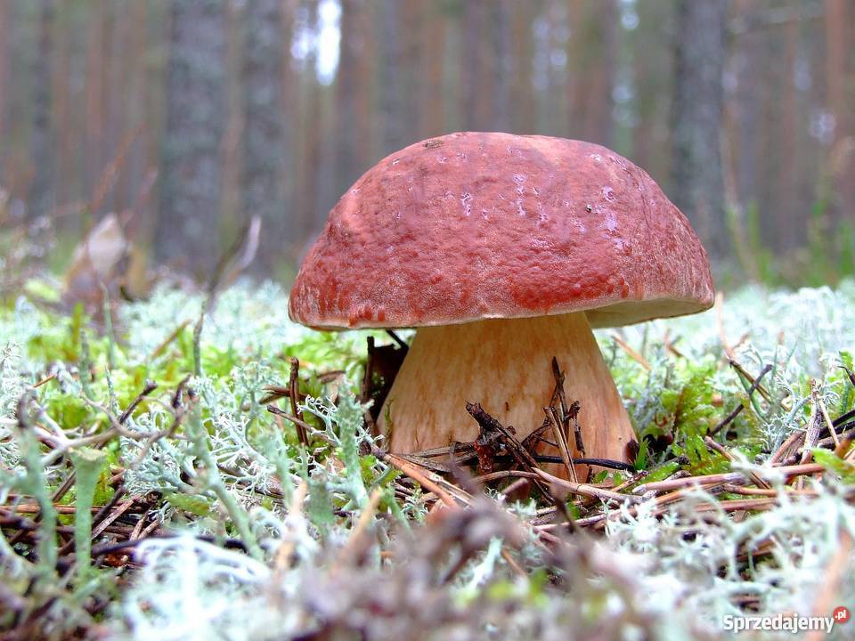 Grzybnia Borowik Sosnowy 10 g MYCELIUM Toruń sprzedam