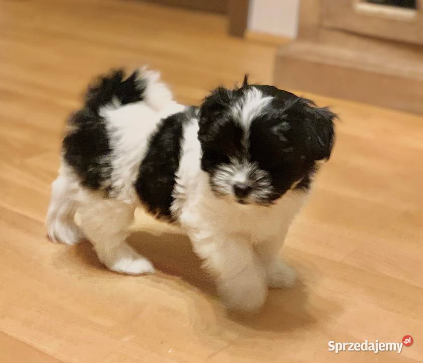 Hawańczyk suczka i piesek Poznań