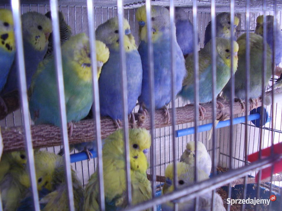 Papugi faliste tęczowe dwumiesięczne nadające się do oswojen