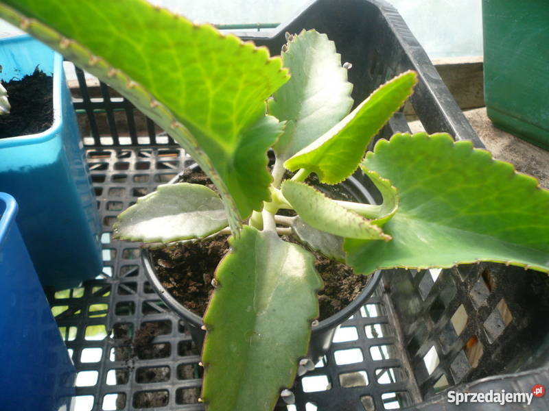 Żyworódki pierzaste piękne rośliny eko Kołobrzeg sprzedam