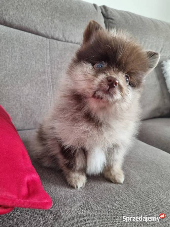 Szpic miniaturowy szczenięta