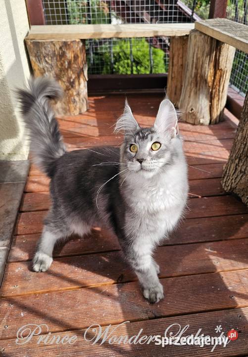 Srebrzysty tikowany Maine Coon Gdańsk sprzedam