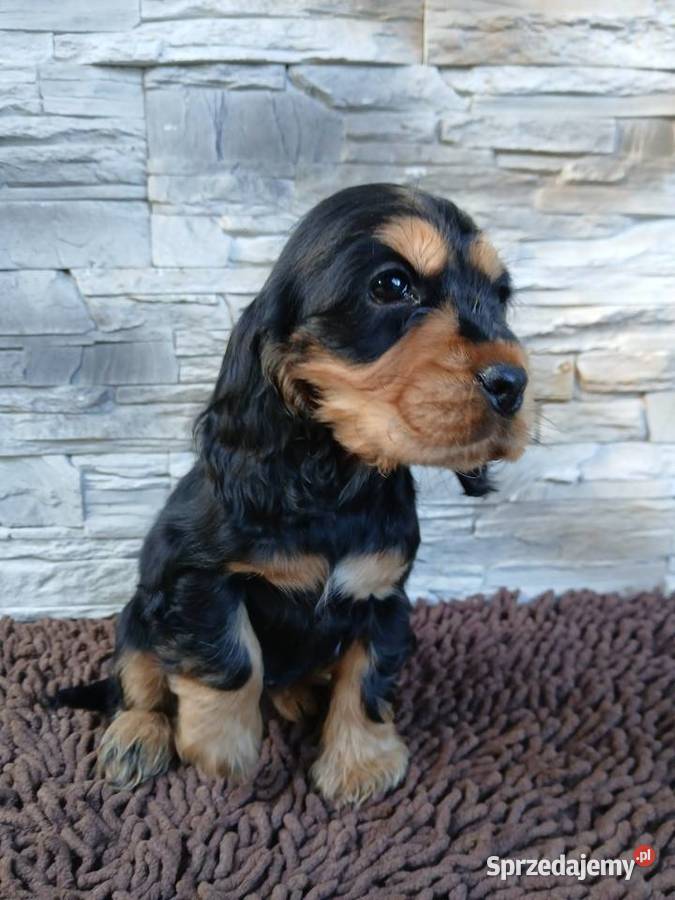 Śliczne Szczenięta Cocker Spaniel Angielski