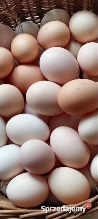 Sprzedam jajka Hodowla drobiu