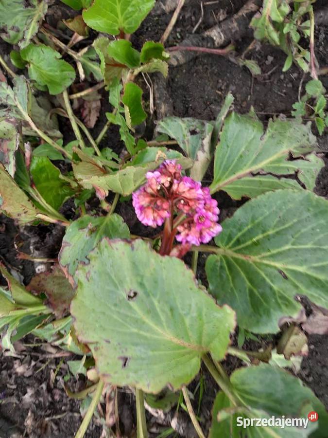 Bergenia sercolistna sadzonki