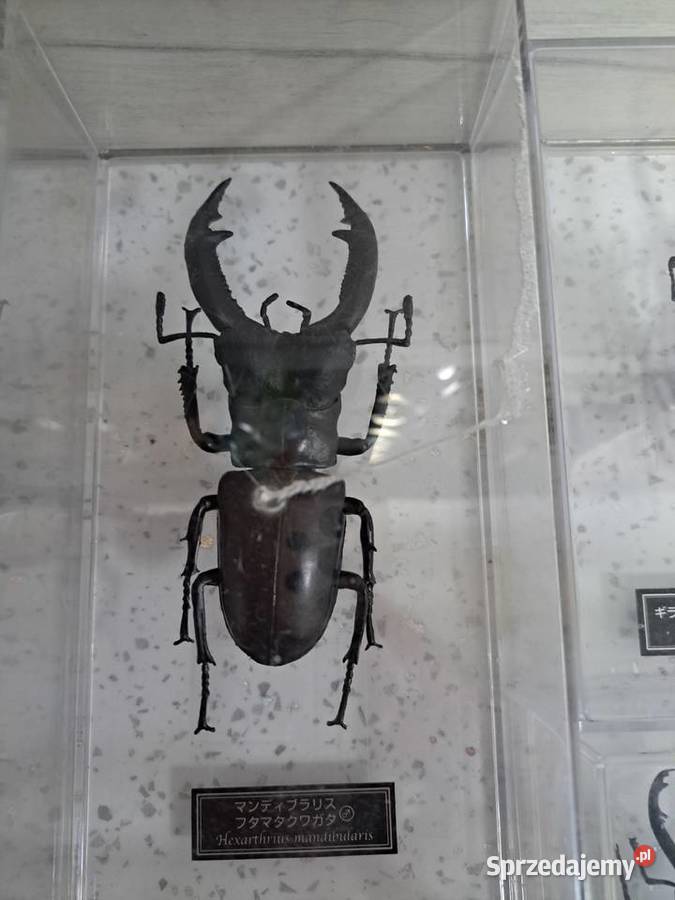 Kolekcja owadów świętokrzyskie