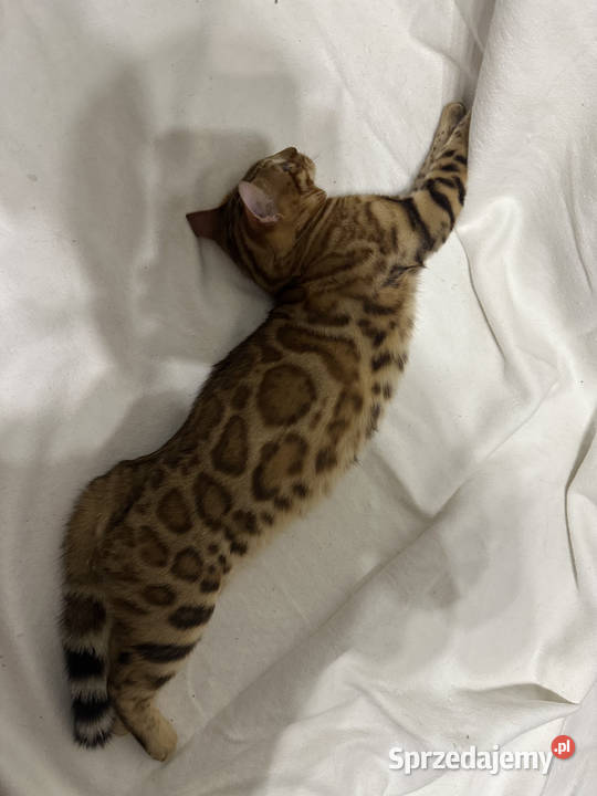 Bengalski kocur Bruno 5miesięczny Golden Spotted