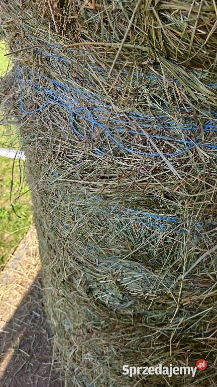 Siano bele 120x120 z transportem Warszawa