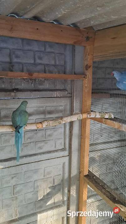 Sprzedam papugi aleksandretty patagonki rozelle Ptaki Kuczki-Kolonia