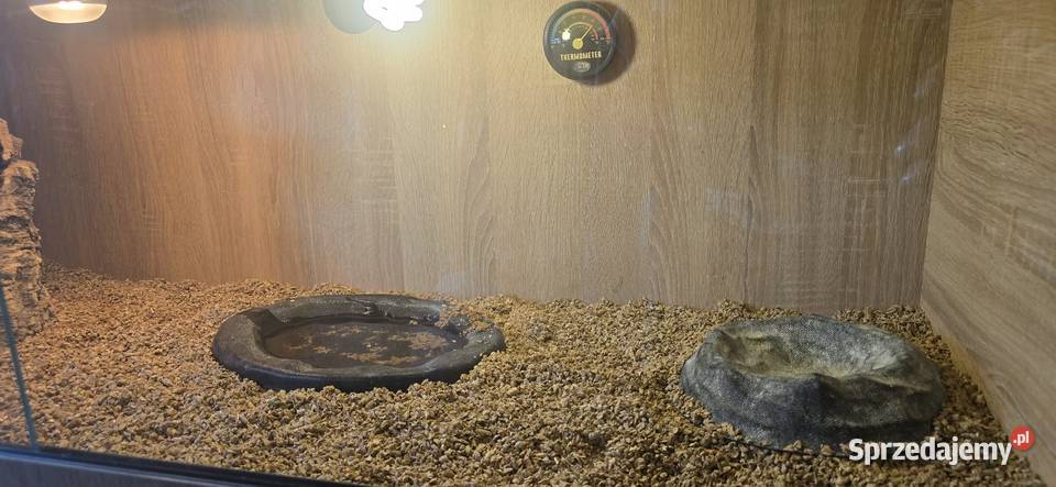 Żółw lamparci i terrarium Gdańsk