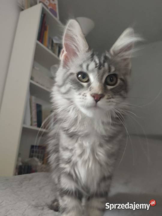 Kotka Maine Coon rodowód FPL Bytom Odrzański sprzedam
