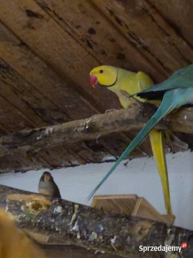 Sprzedam aleksandrette Mądre