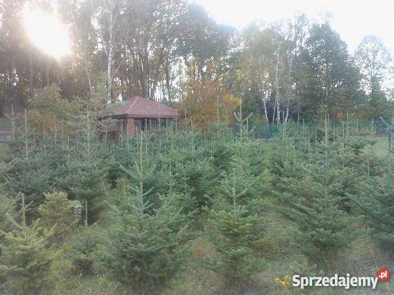 świerk Warszawa sprzedam
