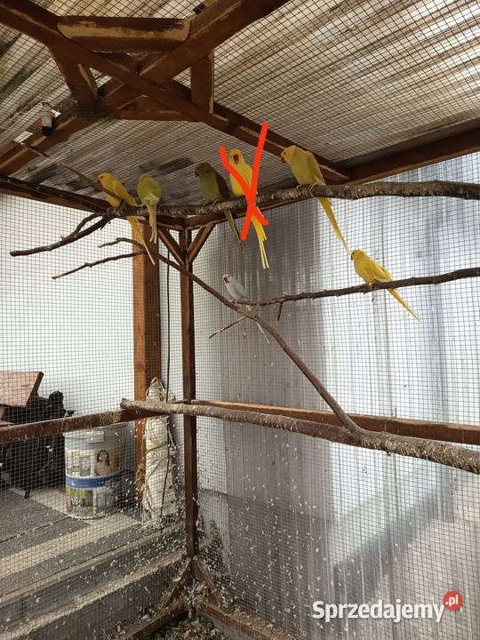 Aleksandritta obrożna Ptaki Nowy Świętów