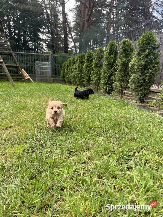 Cavapoo małopolskie Bukowno