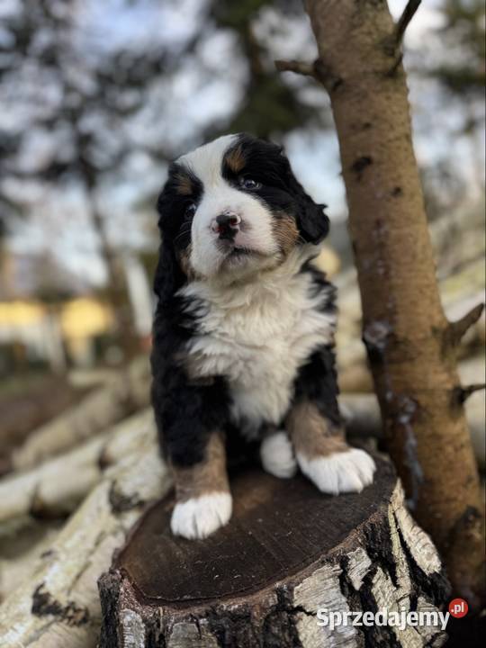 Sunia Berneński Pies Pasterski z rodowodem małopolskie Zakopane